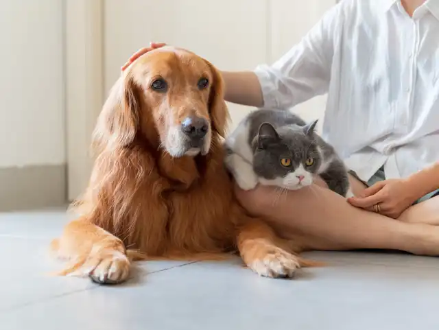 Pet Care