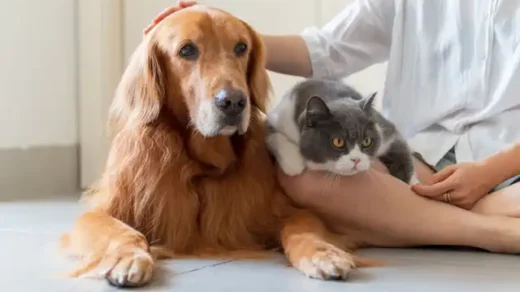 Pet Care